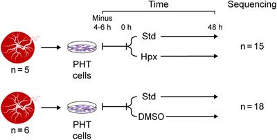 RNA Network Interactions During Differentiation of Human Trophoblasts